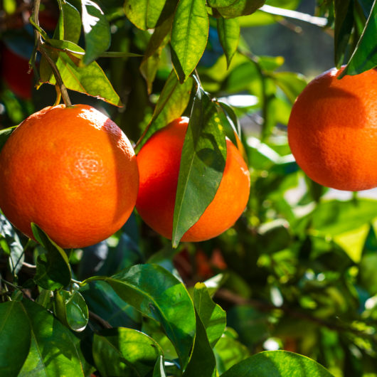Citrus Blood Orange Tree