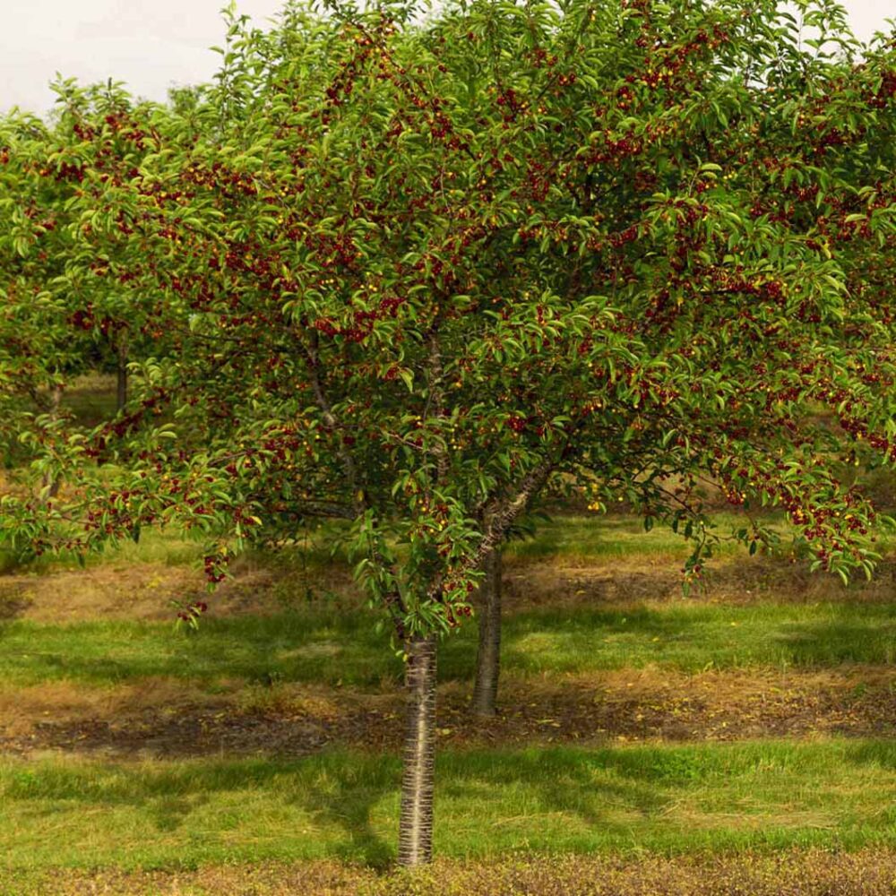 Bing Cherry Tree - Image 2