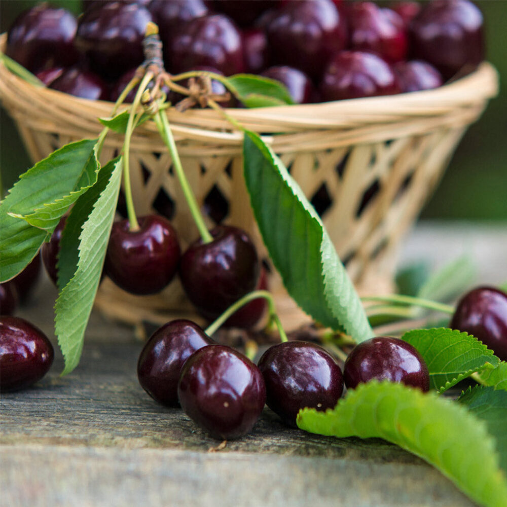 Bing Cherry Tree - Image 3