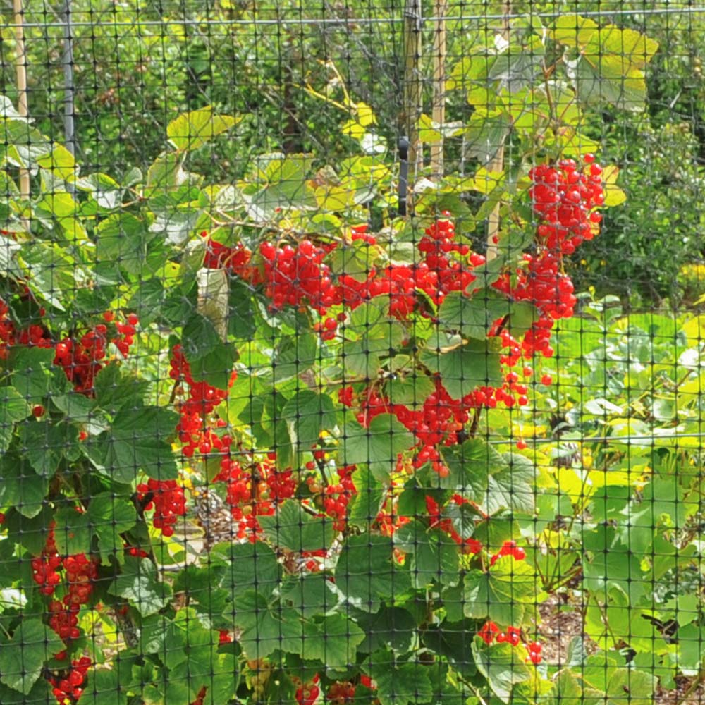 Bird Netting - Image 2