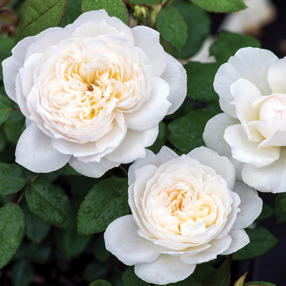 Bloomables® Bolero Rose - Image 3