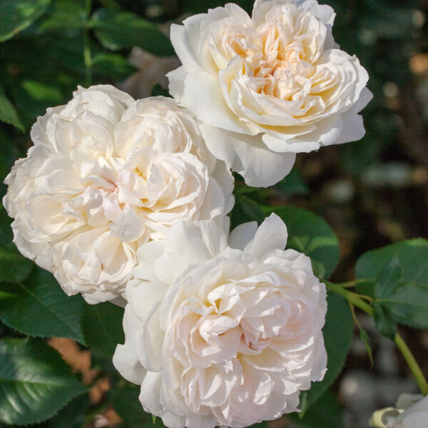 Bloomables® Bolero Rose