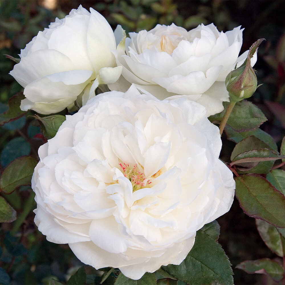 Bloomables® Bolero Rose - Image 2