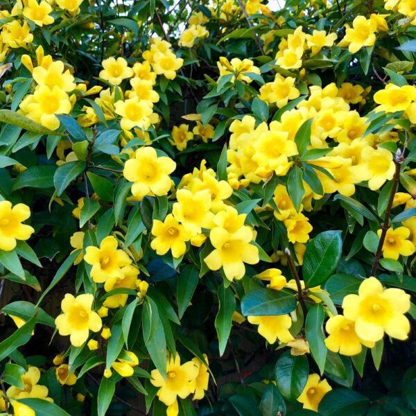 Carolina Jasmine