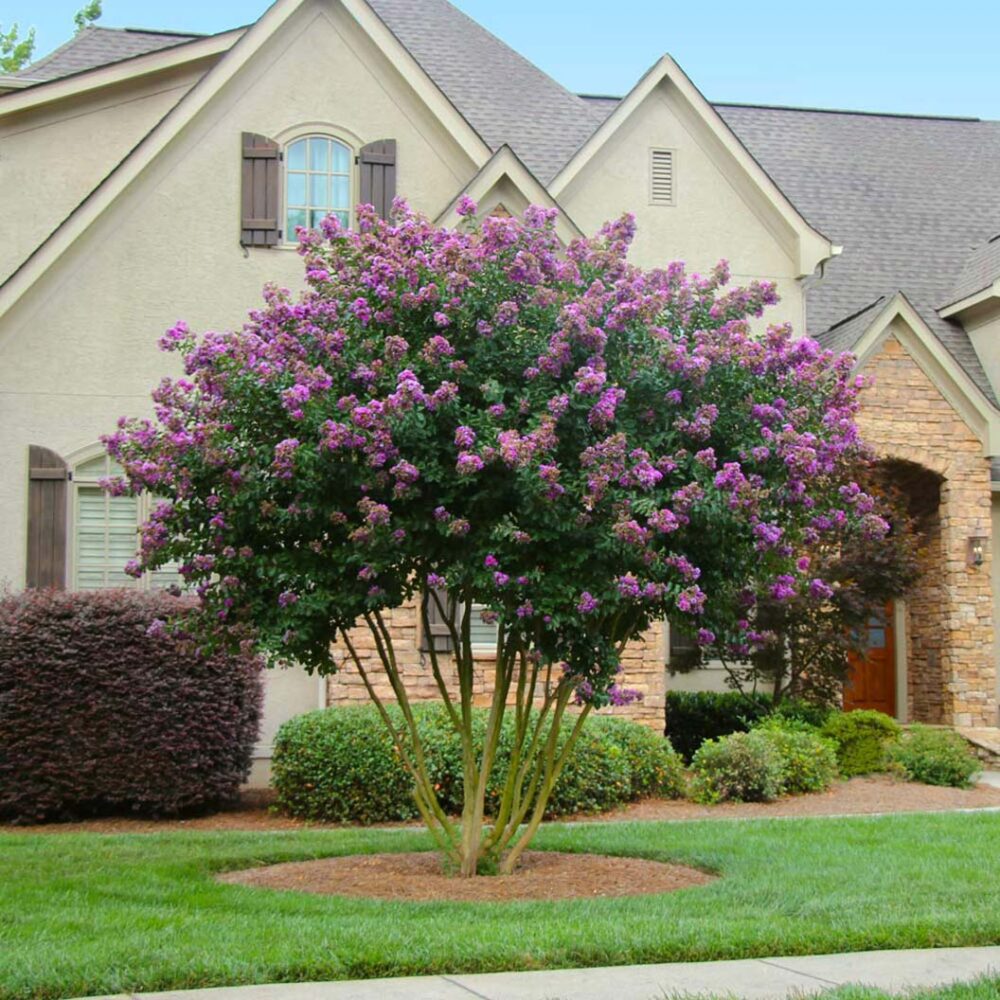 Twilight Crape Myrtle Tree - Image 4