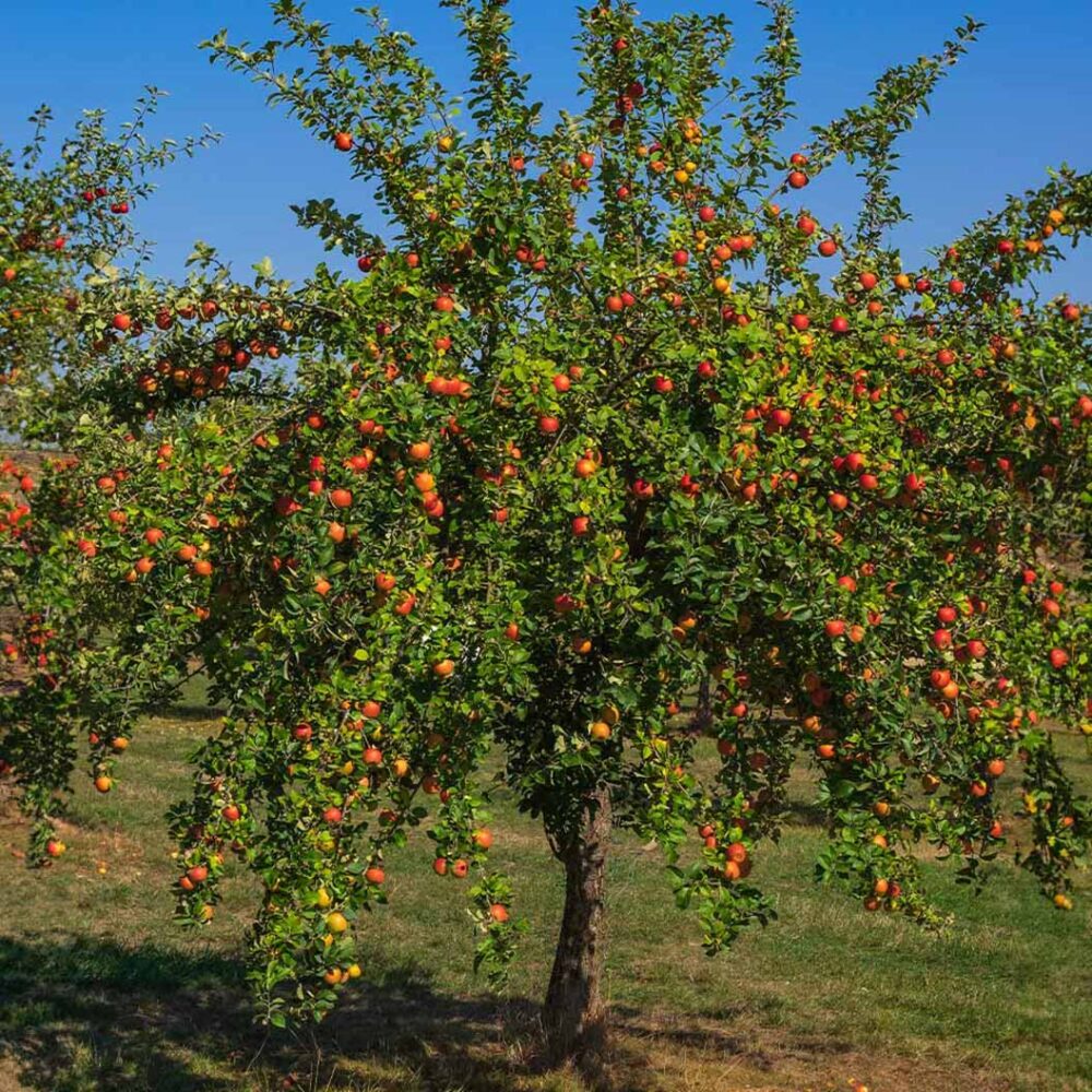 Gala Apple Tree - Image 2