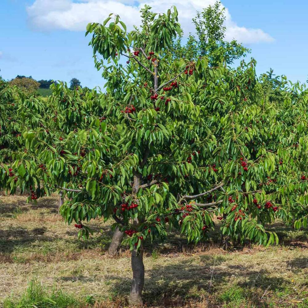 Lapins Cherry Tree - Image 3