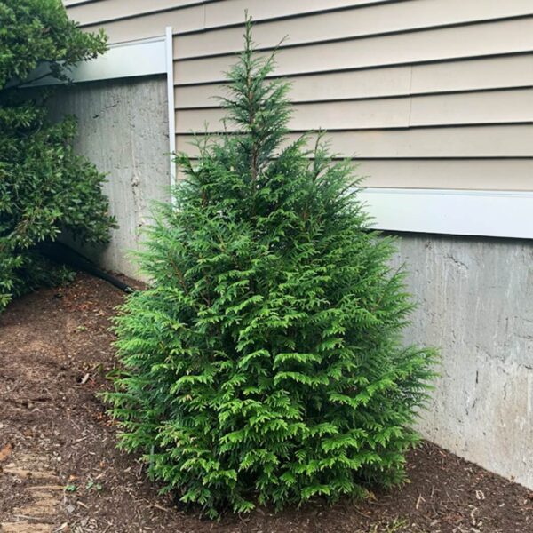 Leprechaun™ Arborvitae Tree