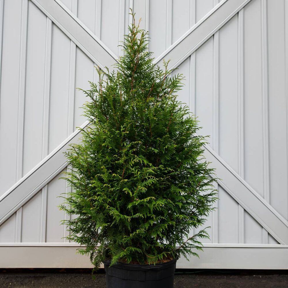 Leprechaun™ Arborvitae Tree - Image 2