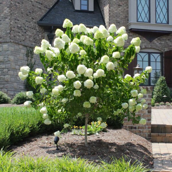 Proven Winners® Limelight Hydrangea Tree