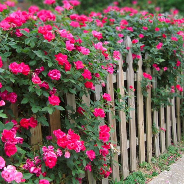 Double Pink Knock Out® Rose Shrub