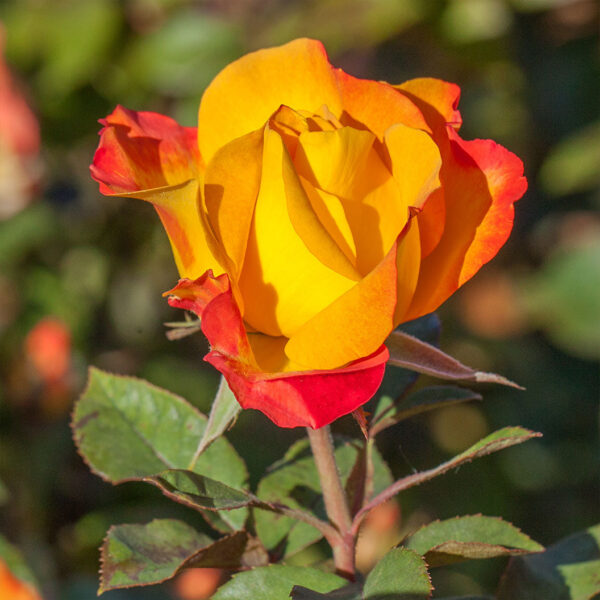 Bloomables® Sunset Horizon Rose