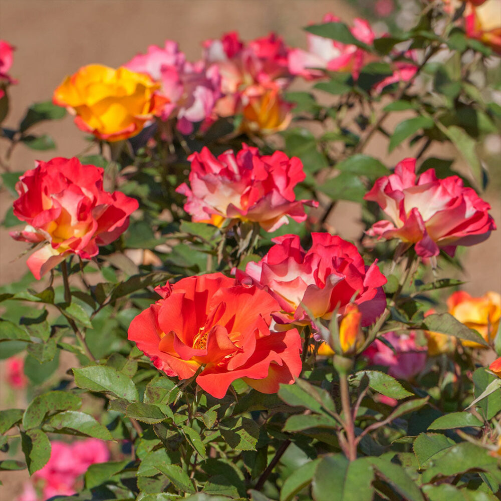 Bloomables® Sunset Horizon Rose - Image 2