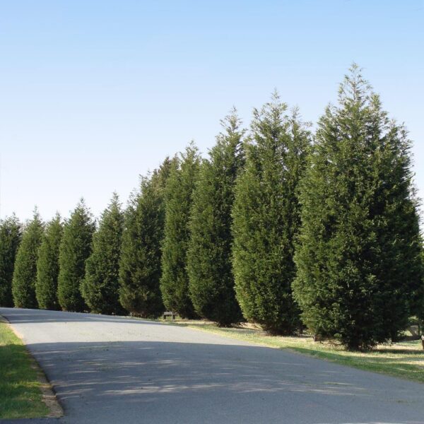Techny Cold Hardy Thuja Tree