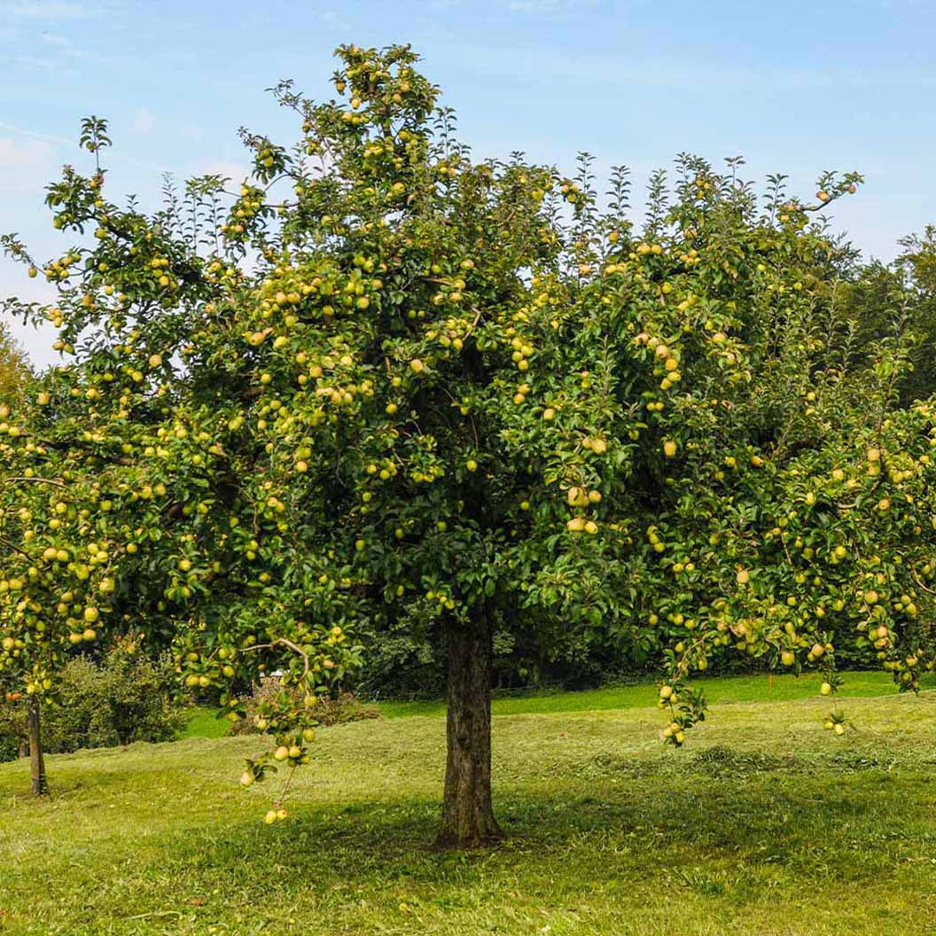 Golden Delicious Apple Tree - Image 2