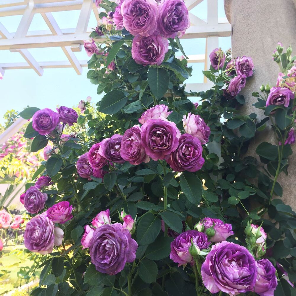 Lavender Crush Climbing Rose - Image 3